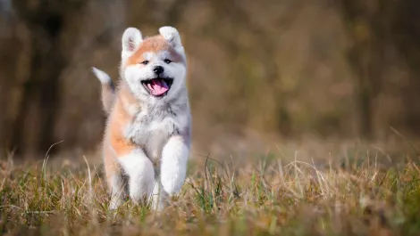 Puppy